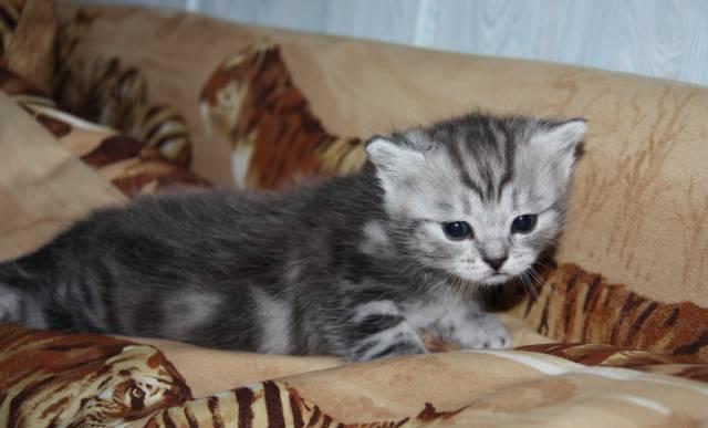 Британские котята Самара