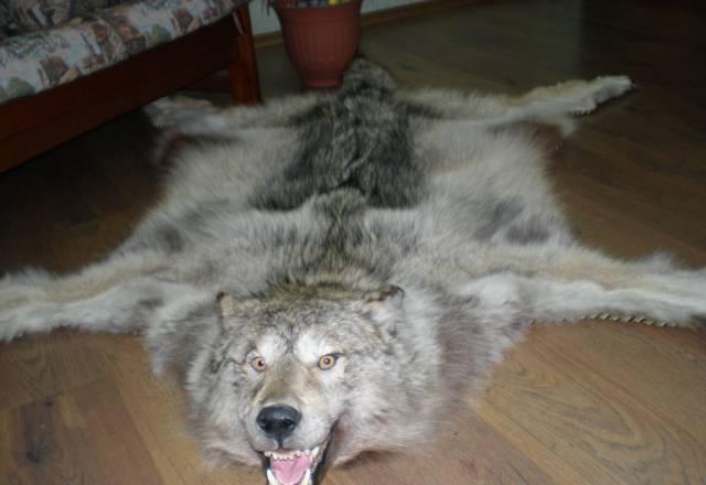 Шкура-ковер серого полярного волка Норильск