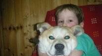 Потрясающий пес Фуджи ждет Москва