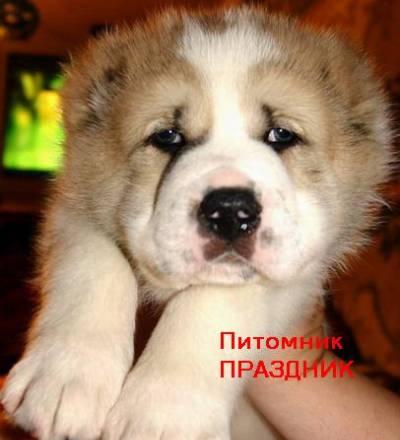Среднеазиатская овчарка .Щенки будут огромные Москва