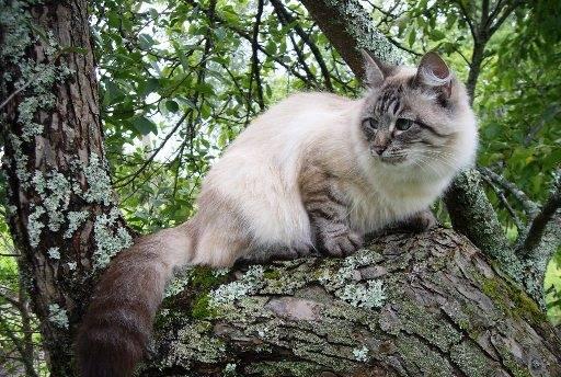 Невские маскарадные котята Санкт-Петербург