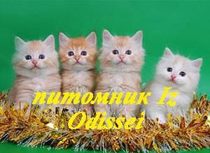Рыжие сибирские котята Москва