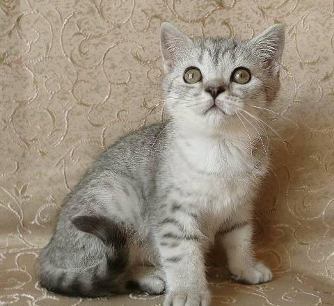 Котёнок окраса "вискас" - британчик Санкт-Петербург