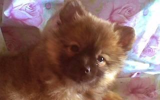 Шпиц,пушистая девочка, 2,5 мес.-под развед Москва