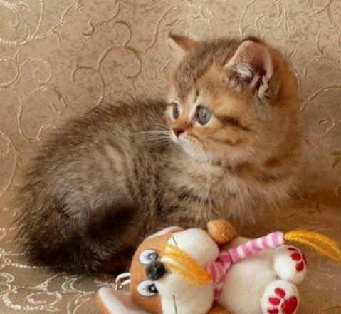 Шоколадное пятно  - британские котята Санкт-Петербург