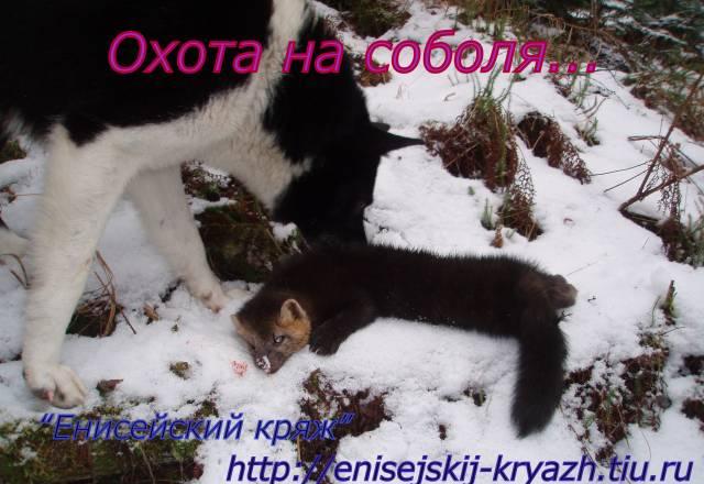 Охота на Соболя с лайками Енисейск