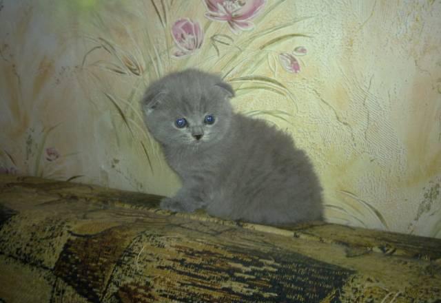Шотландские  вислоухие  котята Москва