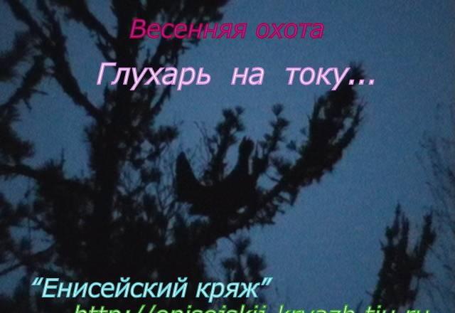 Охота на  глухаря, ток Енисейск