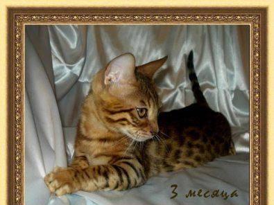Бенгальские котята Москва