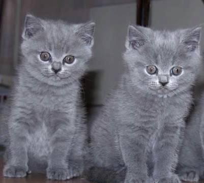 Шотландские 2мес-голубые, 7м-силПойнт,др Москва