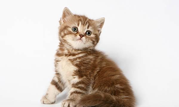 Британские мраморные котята Санкт-Петербург