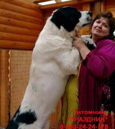 АЛАБАЙ.ОГромные щенки медвежьего типа для охраныНЕДОРОГО Москва
