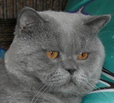Развязка недотрог Опытный британский кот повяжет в Москва