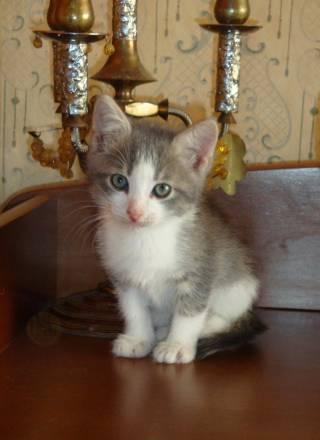 Котята Москва