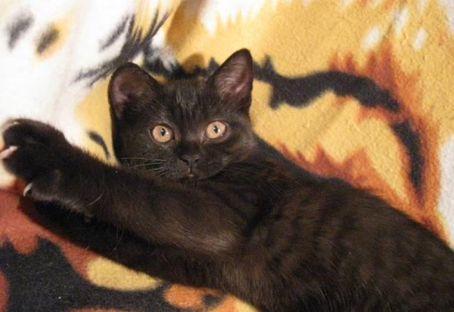 Британские  черные, шоколадные, черепаховые котята Москва