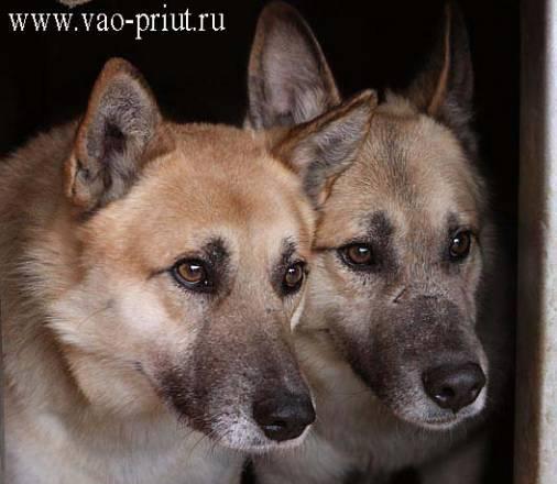Братья-близнецы - идеальная охрана Москва