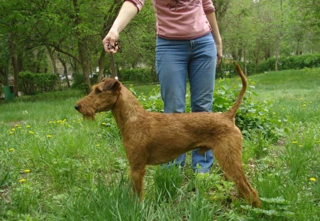 Щенки ирландского терьера от импортного производит Владимир