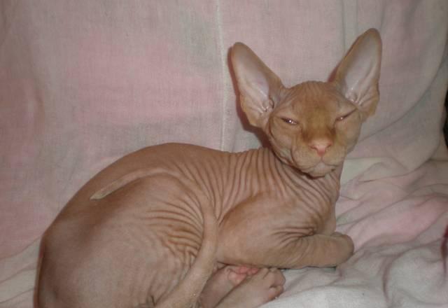 Котята Шебекино