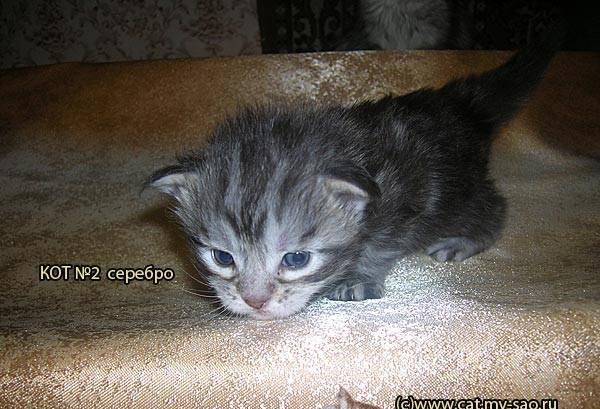 Отличные котята мейн куна Москва