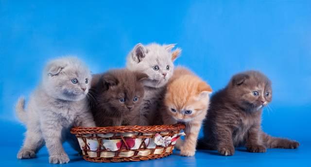 Короткошерстные шотландские котята Брид-Класса Москва