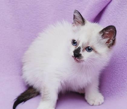 Милые Котята 1,5 Мес. в Дар Москва