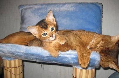 Абиссинские котята. НЕДОРОГО. Смоленск