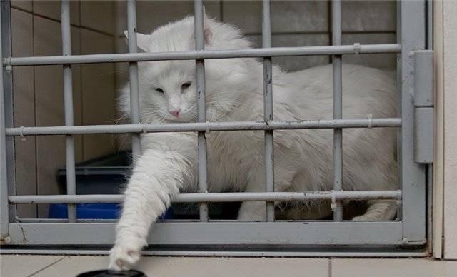 Нужна помощь по рекламе собак и кошек Санкт-Петербург