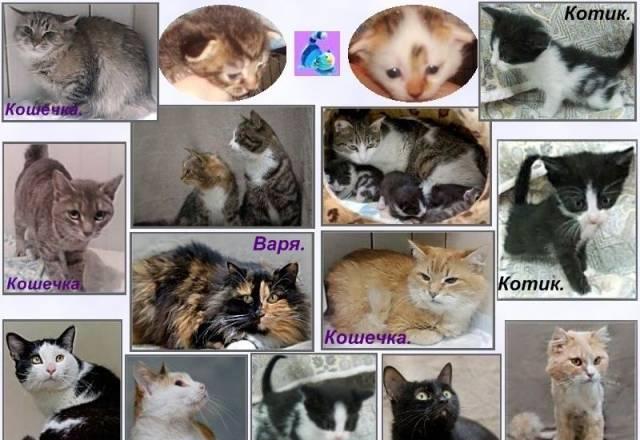 Красивые кошки и коты из зоогостиницы Санкт-Петербург
