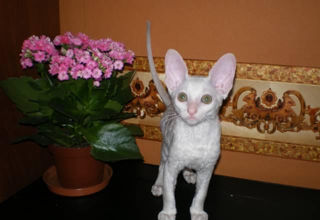 Котята корниш-рекс Санкт-Петербург
