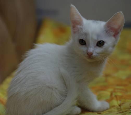 Белый котенок, мальчик, в дар, 1,5 месяца Москва