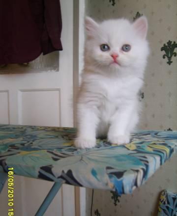 Котята Персы Шиншилла Екатеринбург