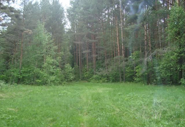 Земельные участки в Переславле  сосновом лесу Переславль-Залесский