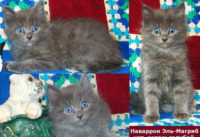 Сибирские котята очень редких окрасов Санкт-Петербург