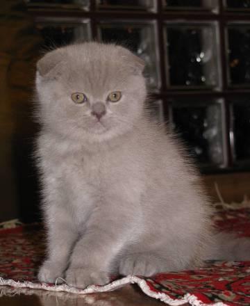 Шотландские котята Санкт-Петербург