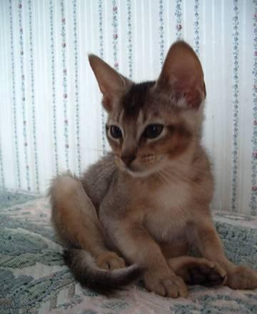 Абиссинский котик недорого Нижний Новгород