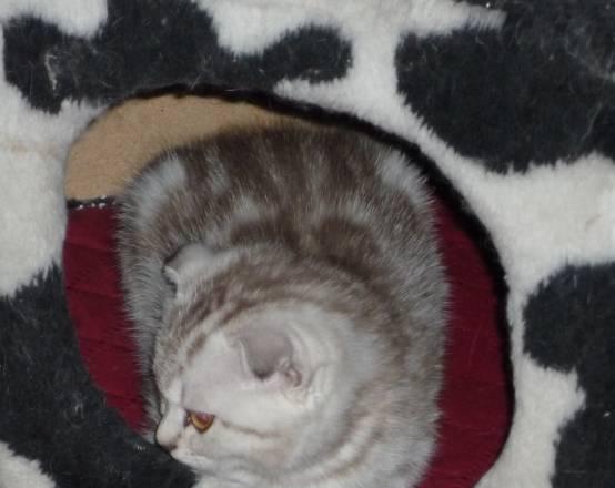 Кошка скоттиш фолд Санкт-Петербург