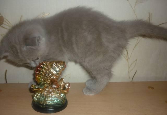 Шотландский котенок редкого окраса Самара