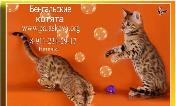 Бенгальские кошки, бенгальские котята Санкт-Петербург