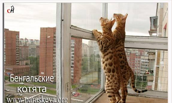 Бенгальские котята, бенгалы Санкт-Петербург