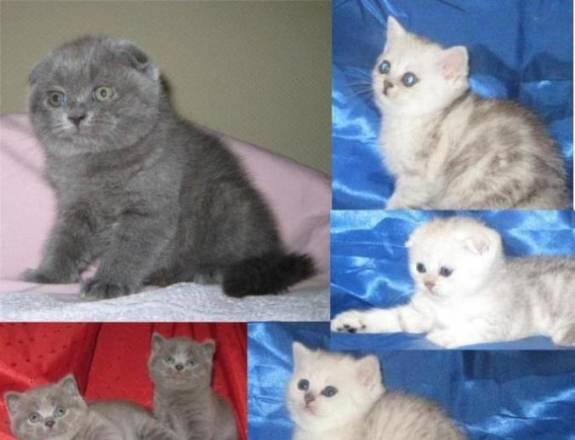 Плюшевые Британские, Шотландские вислоухие  котята Москва