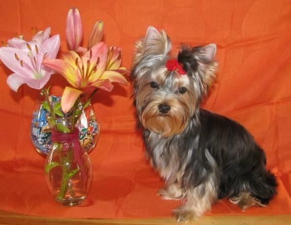 Йоркширский терьер Санкт-Петербург