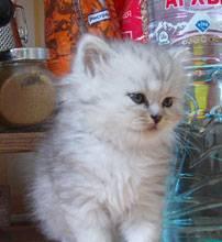 Котята персидские, серебристые шиншиллы, 1.5 мес Москва