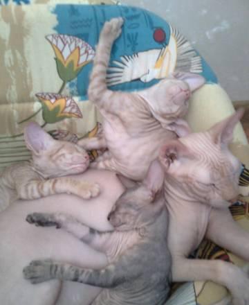 Котята Омск