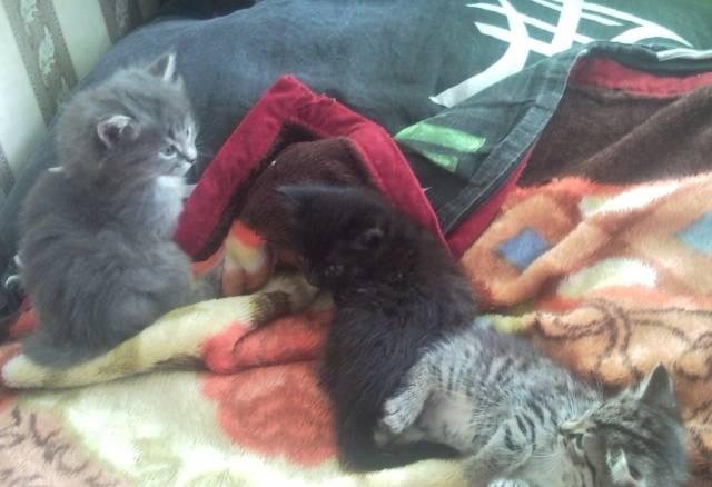 Отдам в хорошие руки котят Новосибирск