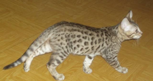 Бенгальская кошечка 3,5 мес Москва