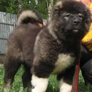 Кавказской овчарки щенки Москва