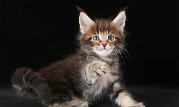 Котята мейн кун Москва