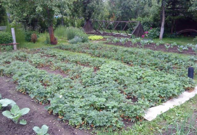 Садовый участок 4,2 сот. в СНТ "Дружба". Новоряз.ш Воскресенск