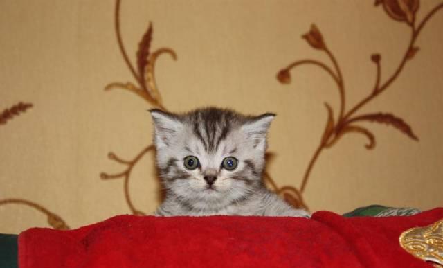 Британский котик 1,5 мес. г.Ивантеевка Москва