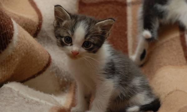 Котята 1,5 мес от домашней кошки в дар Мытищи